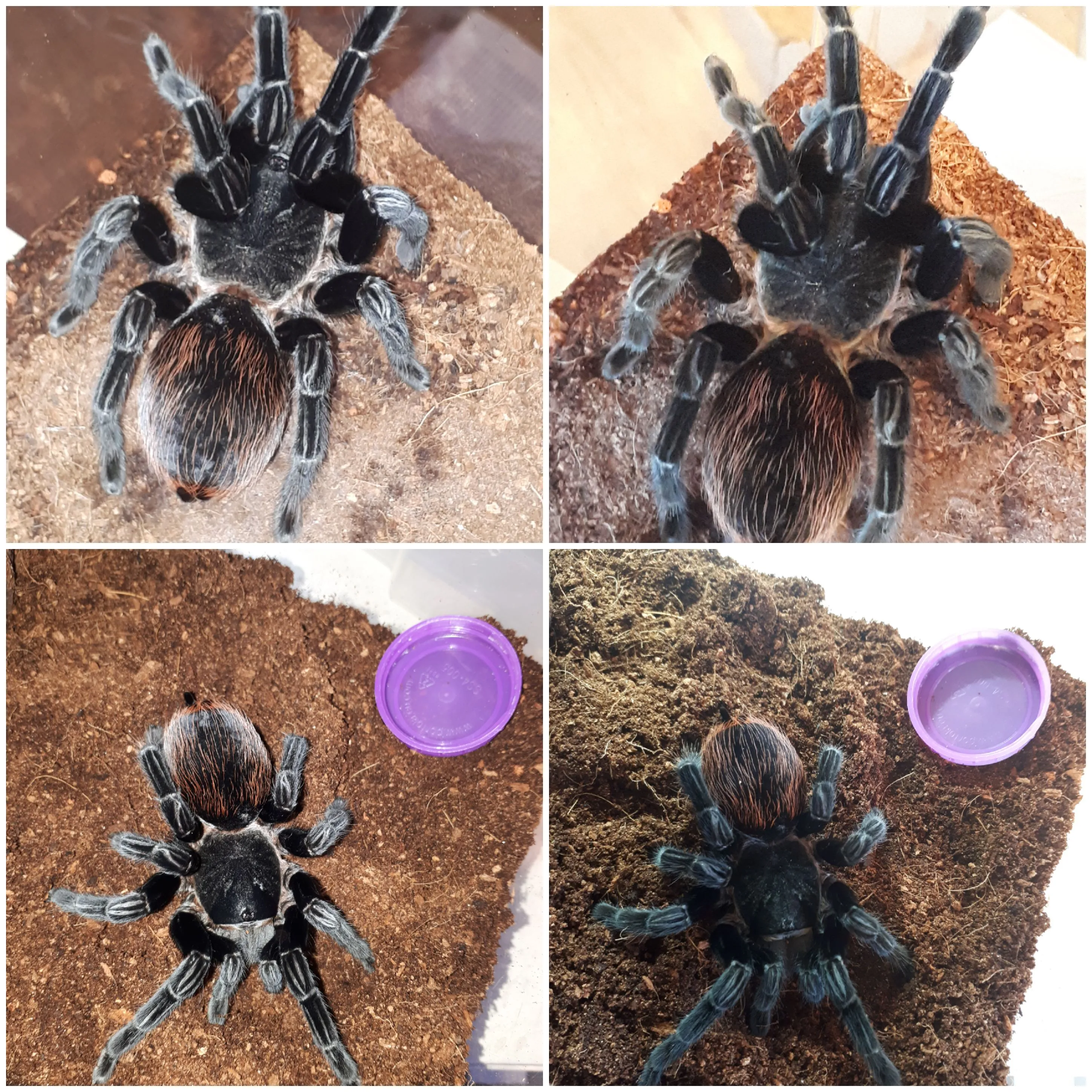 23336 tarantula enclosure