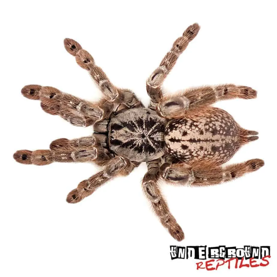 23336 tarantula feeding