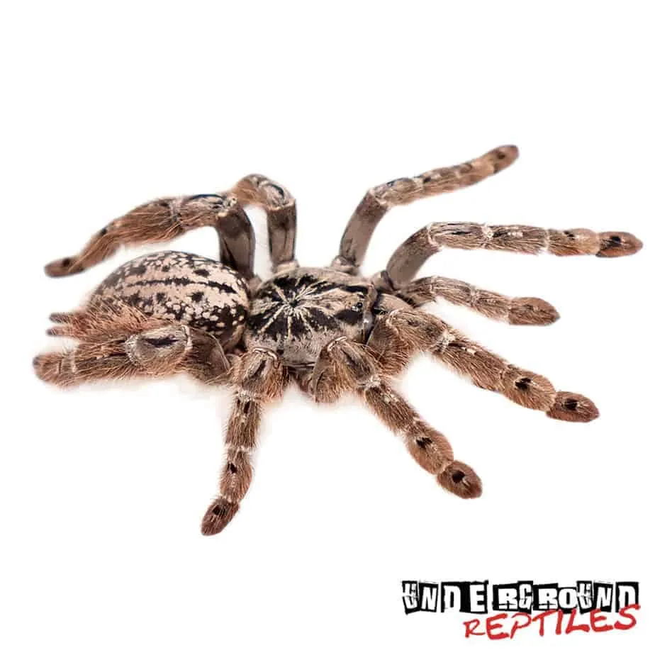 23336 tarantula handling