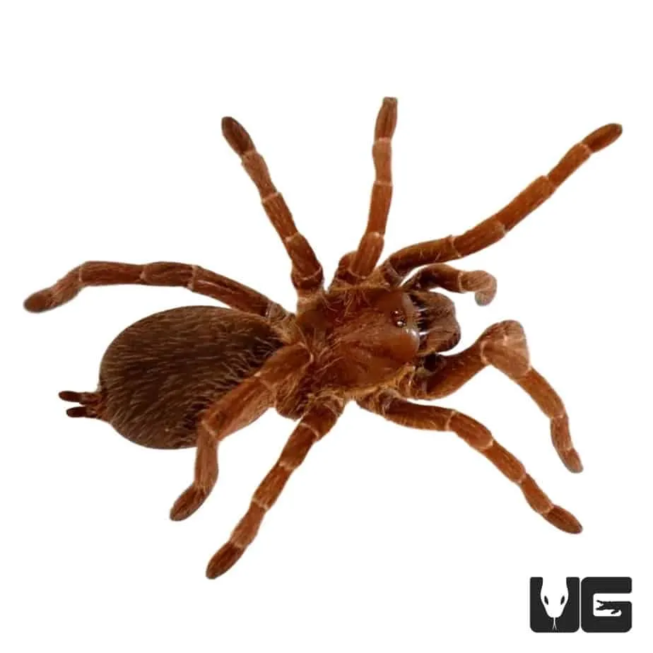 23336 tarantula health