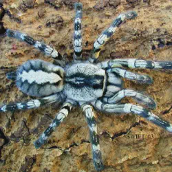 /img/23337-blue-indian-ornamental-tarantula-care.webp