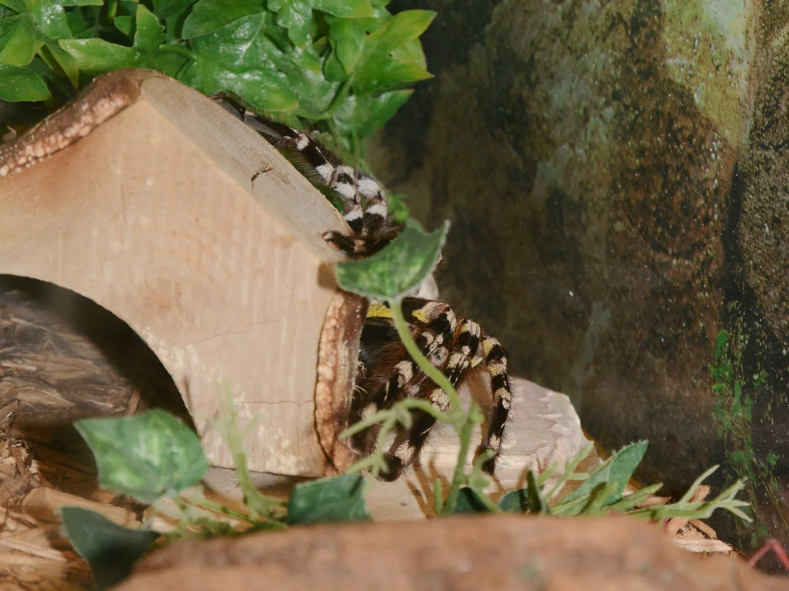 23337 blue indian ornamental tarantula close up