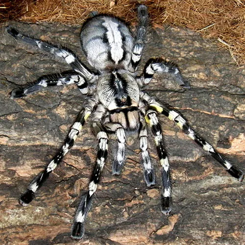 23337 blue indian ornamental tarantula feeding