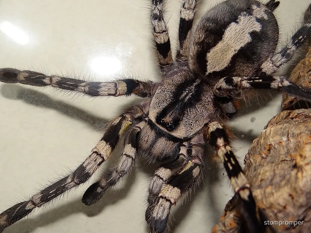 23337 blue indian ornamental tarantula handling