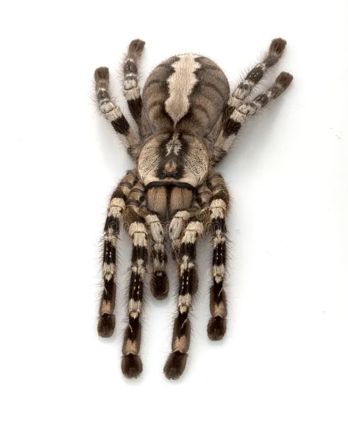 23337 blue indian ornamental tarantula molting