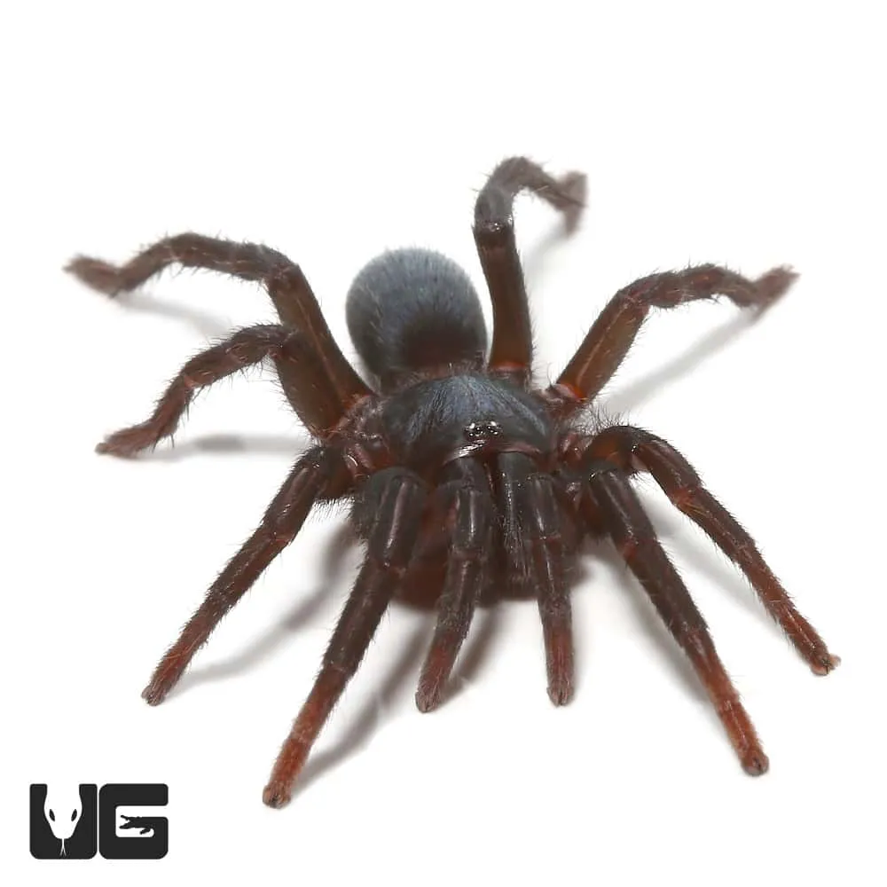 23337 blue indian ornamental tarantula size