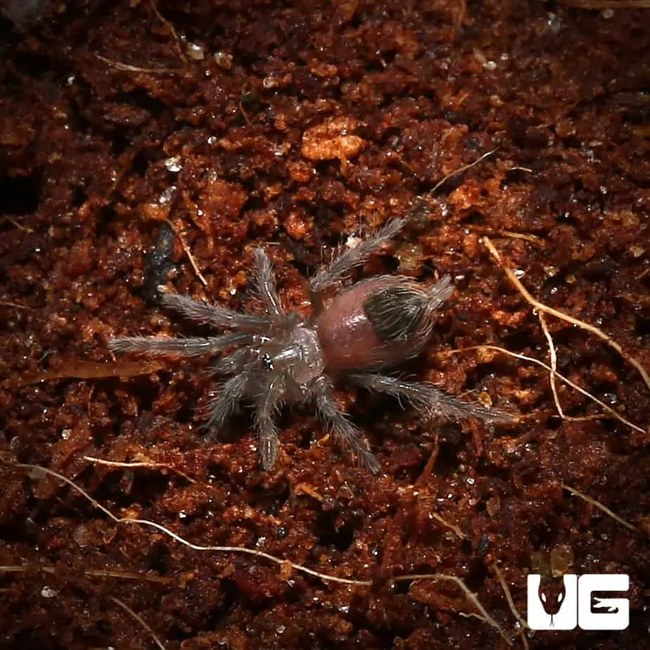 23340 panama red rump tarantula feeding