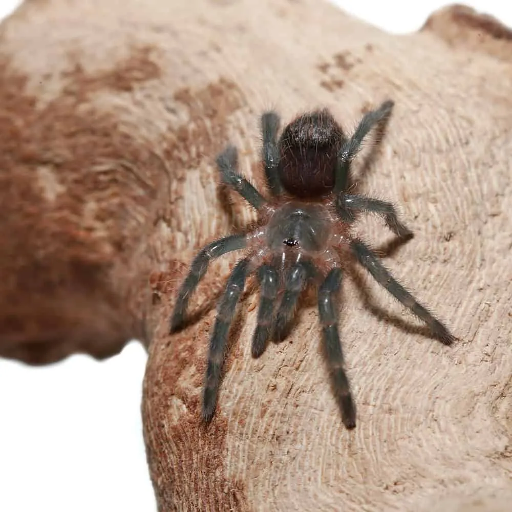 23340 panama red rump tarantula humidity