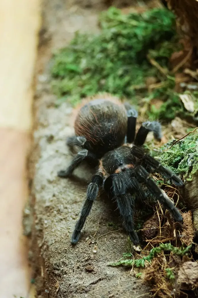 23340 panama red rump tarantula molting