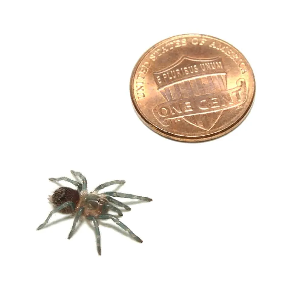 23340 panama red rump tarantula substrate