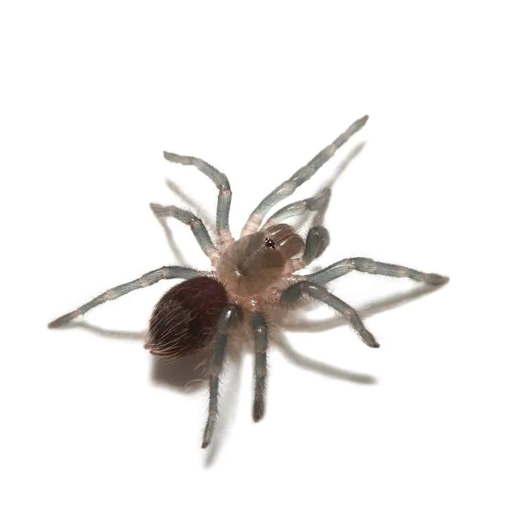 23340 panama red rump tarantula water