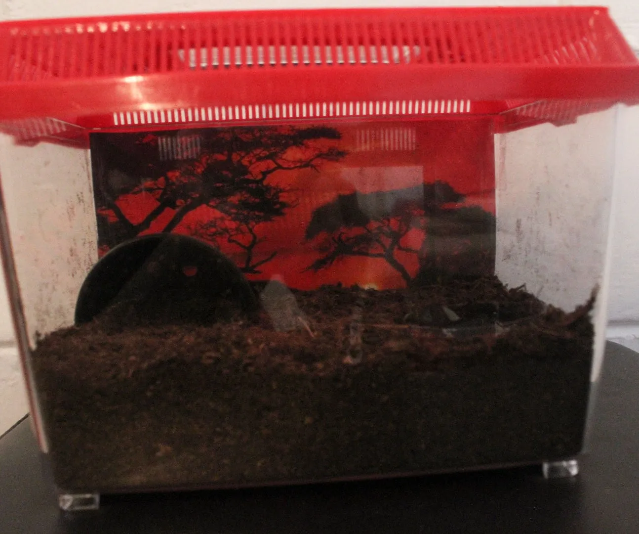 23344 tarantula breeding