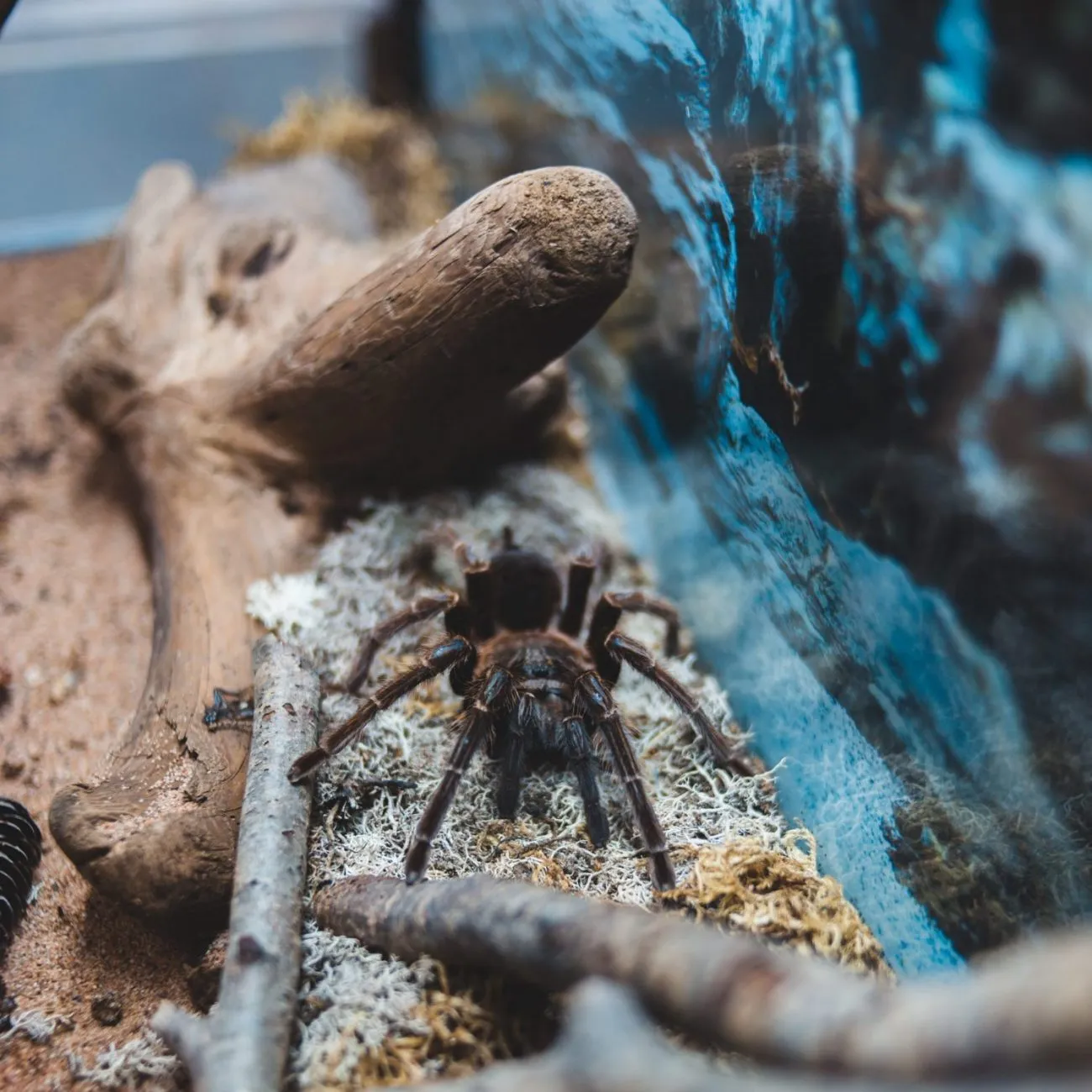 23344 tarantula habitat