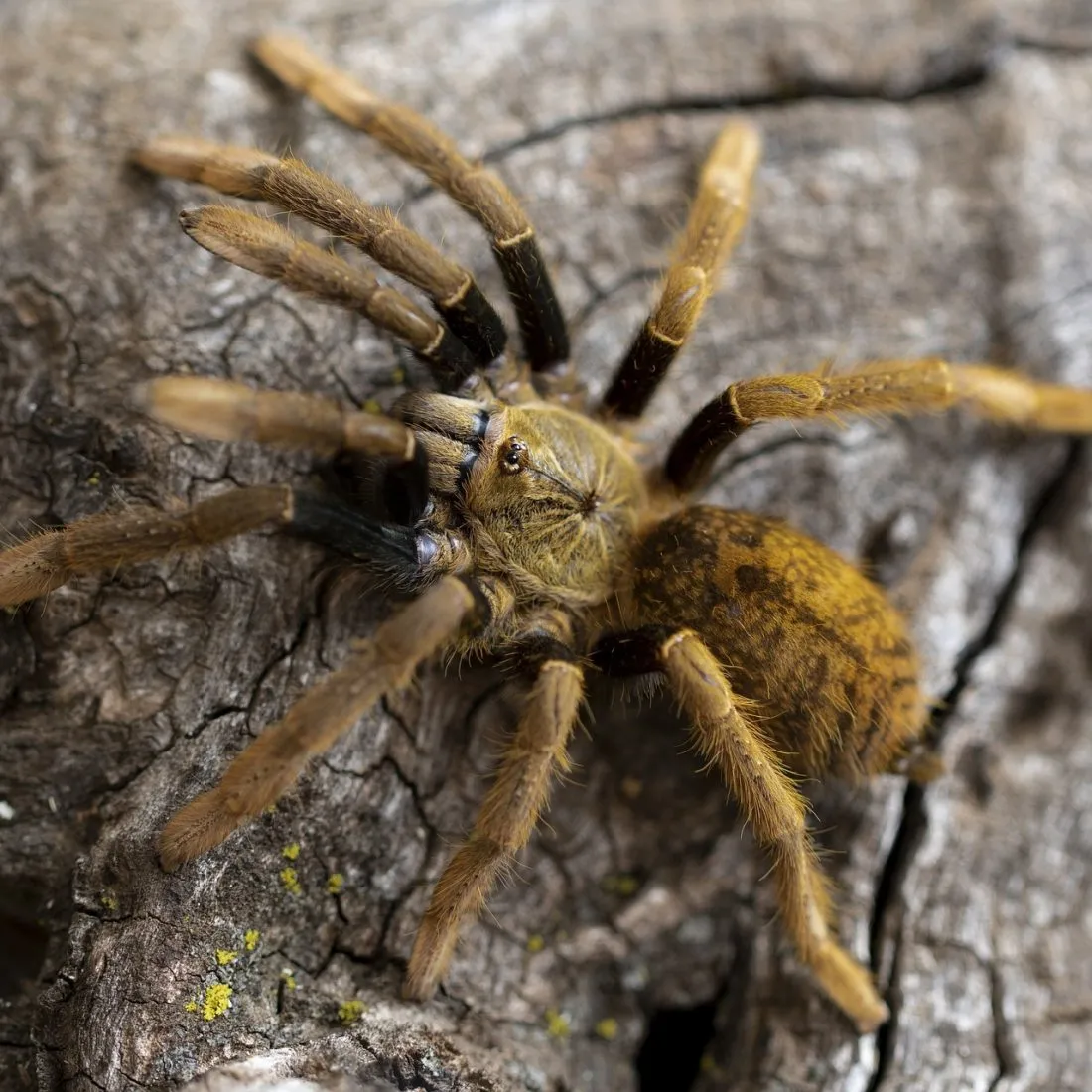 23344 tarantula species