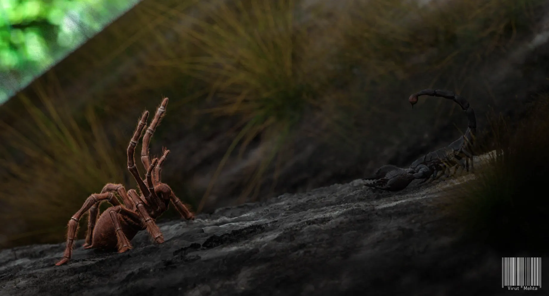 23345 desert scorpion habitat