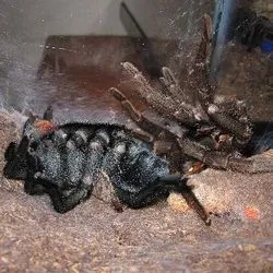 23348 tarantula growth