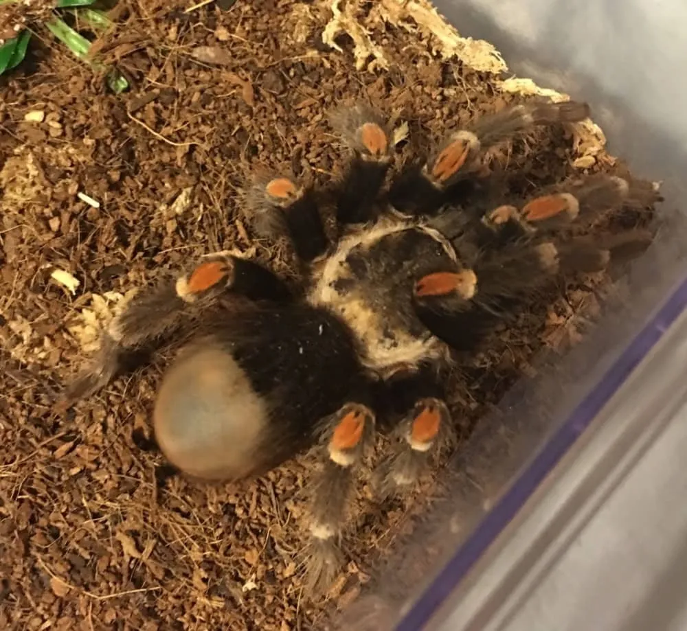 23348 tarantula handling