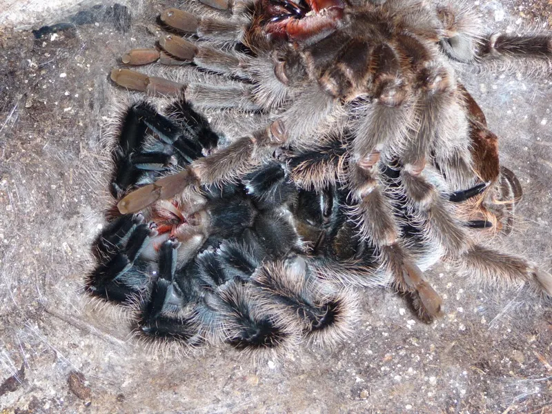 23348 tarantula molt environment