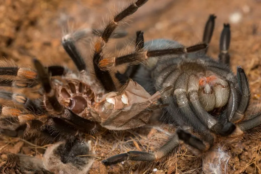 /img/23348-tarantula-molting-complete.webp