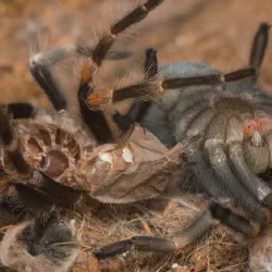 /img/23348-tarantula-molting-complete.webp