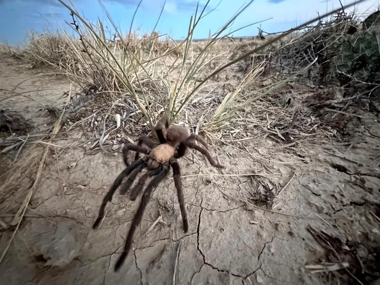 /img/23349-photographing-tarantula.webp