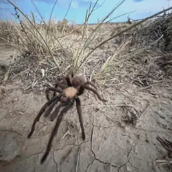 /img/23349-photographing-tarantula.webp