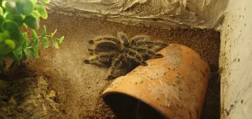 23353 tarantula feeding