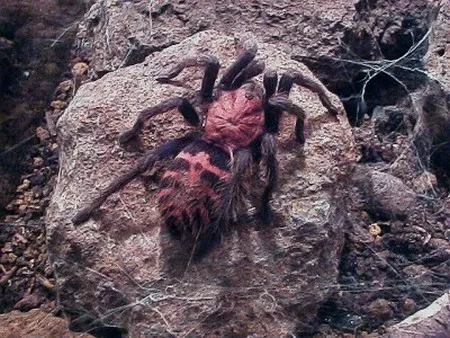 23353 tarantula substrate