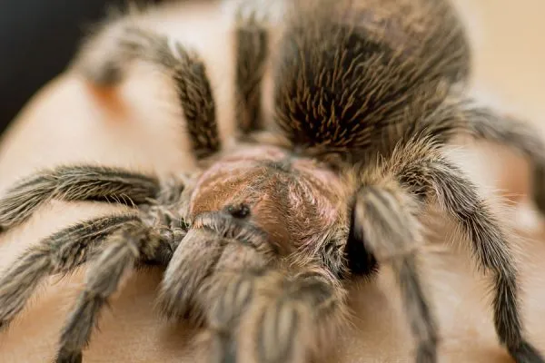 /img/23360-aging-tarantula.webp