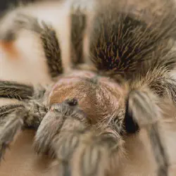 /img/23360-aging-tarantula.webp