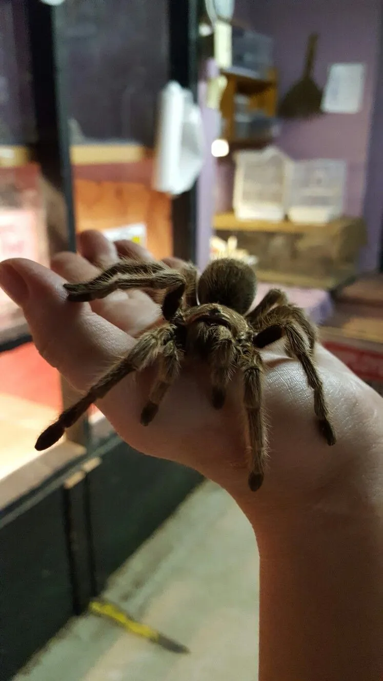 23360 tarantula health check