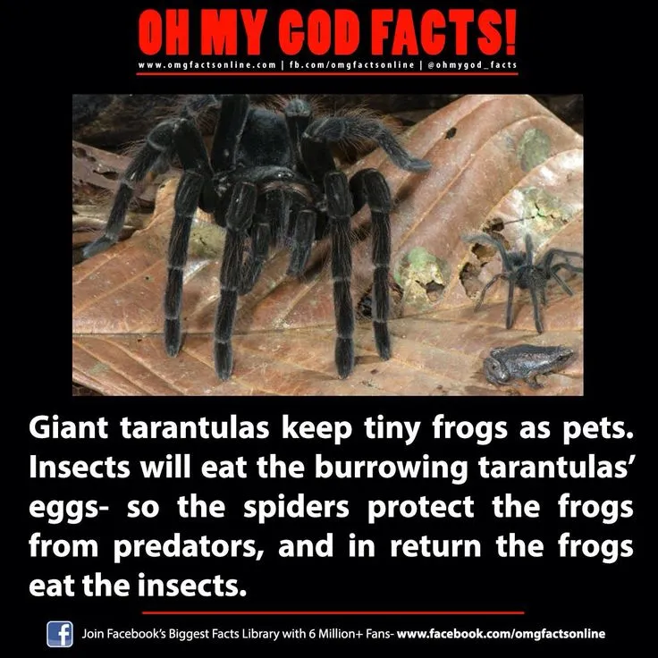 23361 tarantula hunting