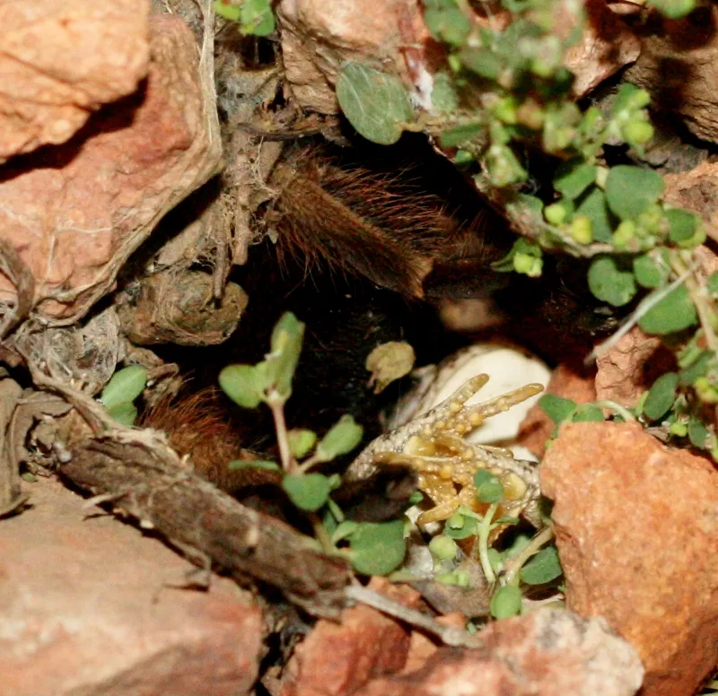 23361 tarantula size