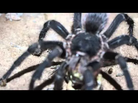 23361 tarantula venom