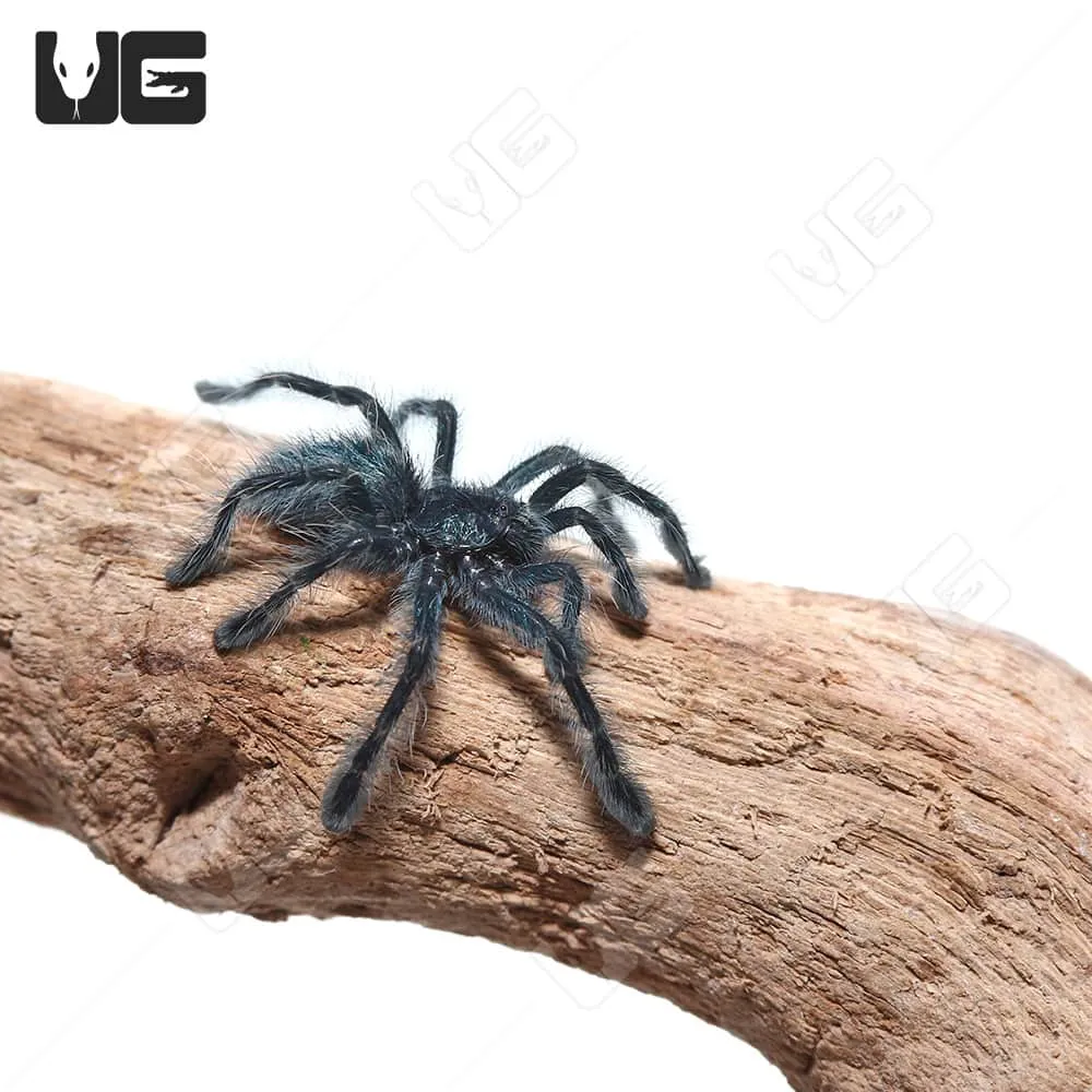 23365 antilles pinktoe tarantula defensive