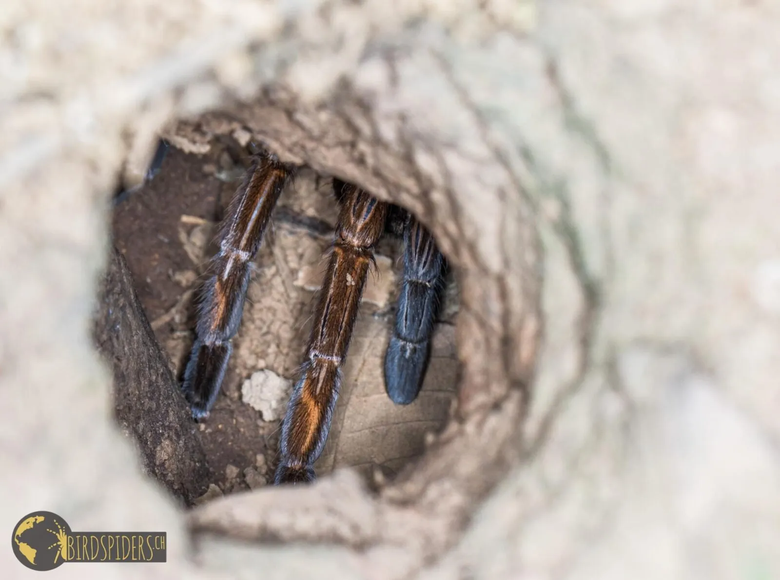 23366 healthy tarantula