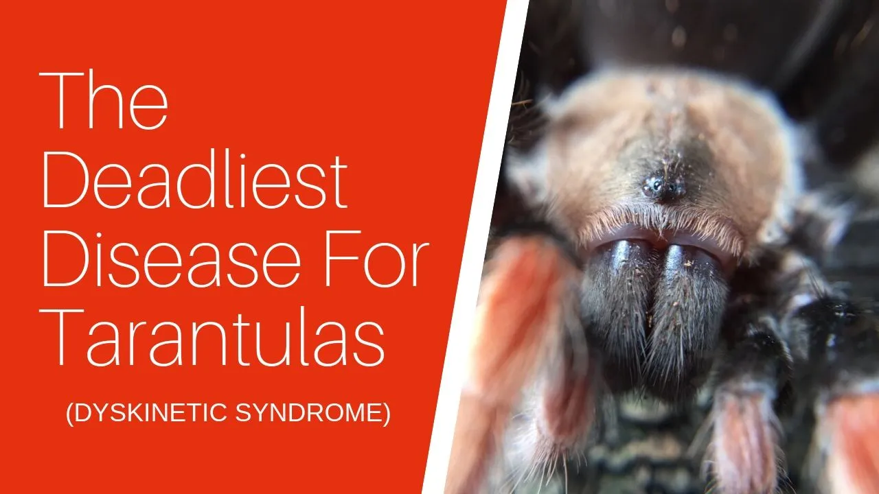 23366 tarantula enclosure