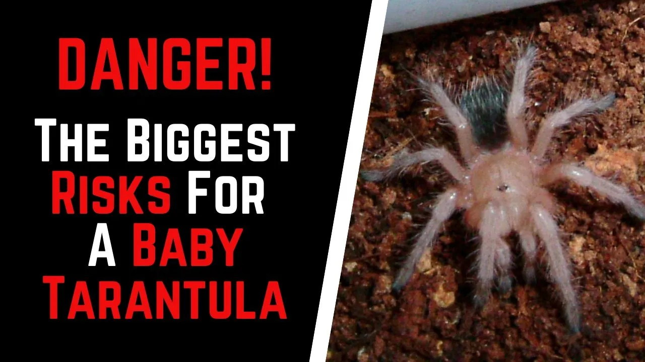 23366 tarantula handling