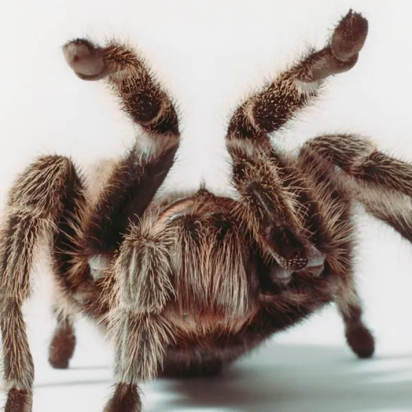 23366 tarantula walking